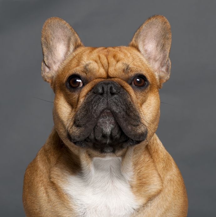 les bouledogues francais sont tres sujets a la dermatite atopique