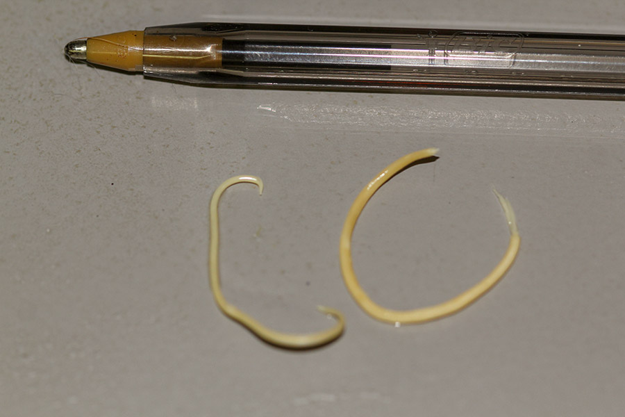 Les vers ascaris lumbricoides