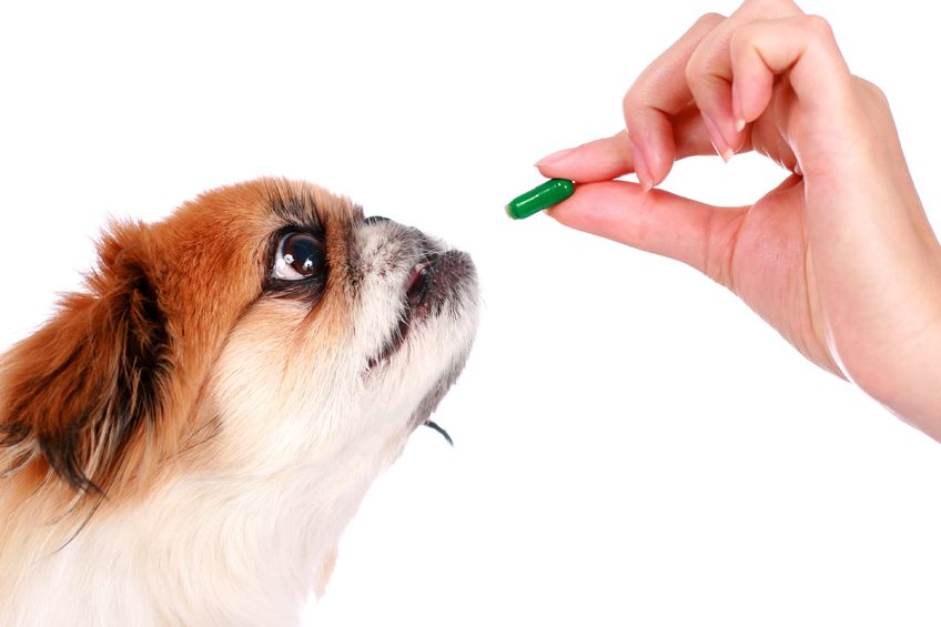 Les vers : vermifugation chien